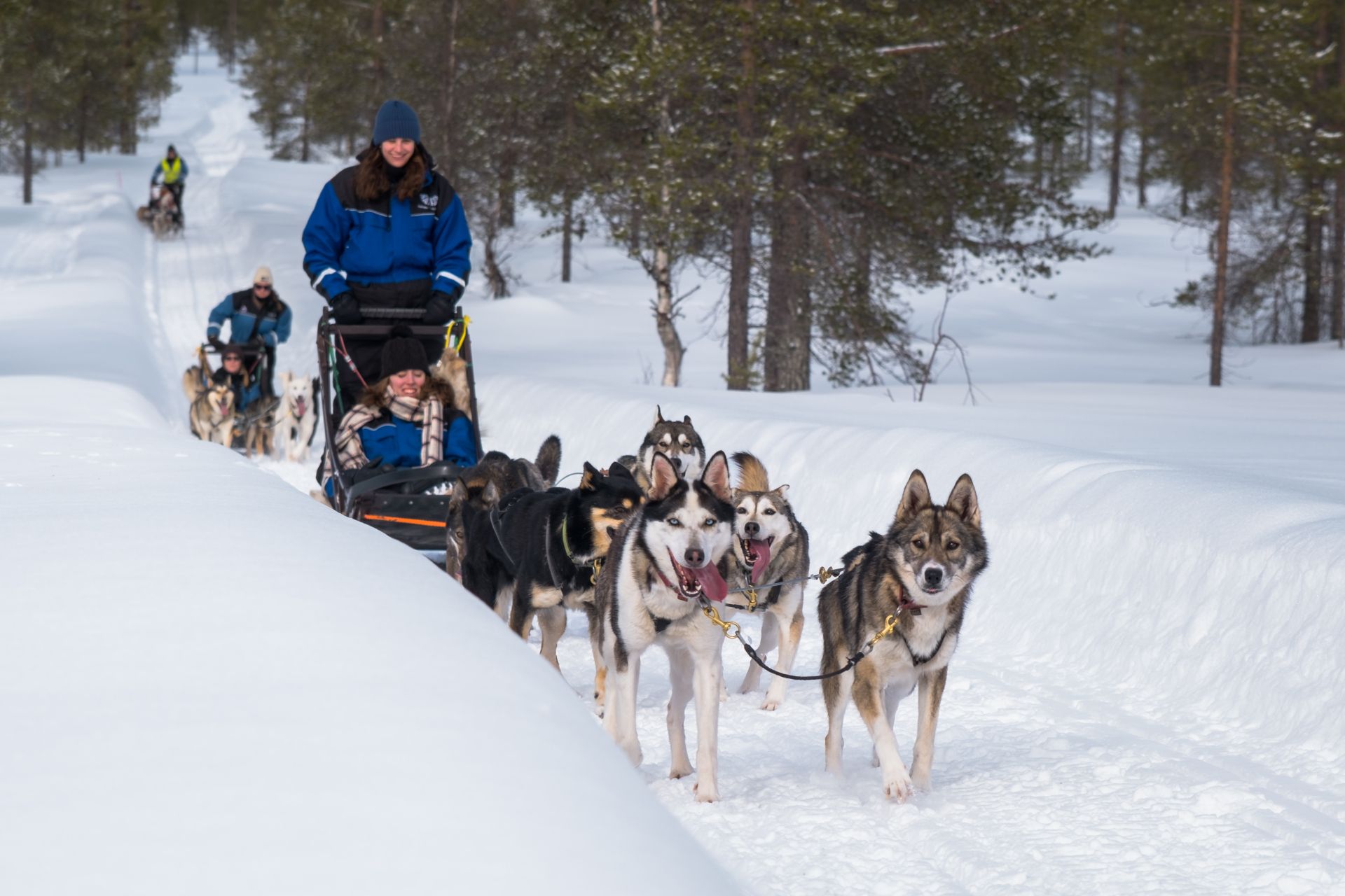 Husky safari Muotka